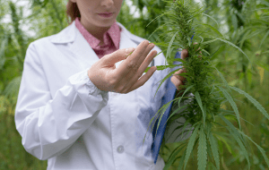 Cannabis plant field test