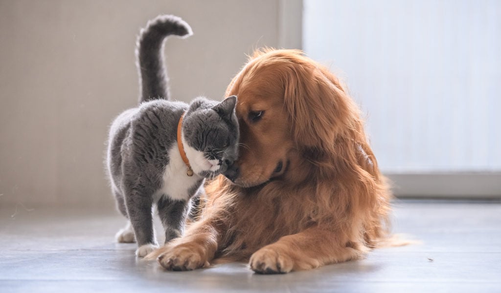 cat and dog - CBD for dogs and cats