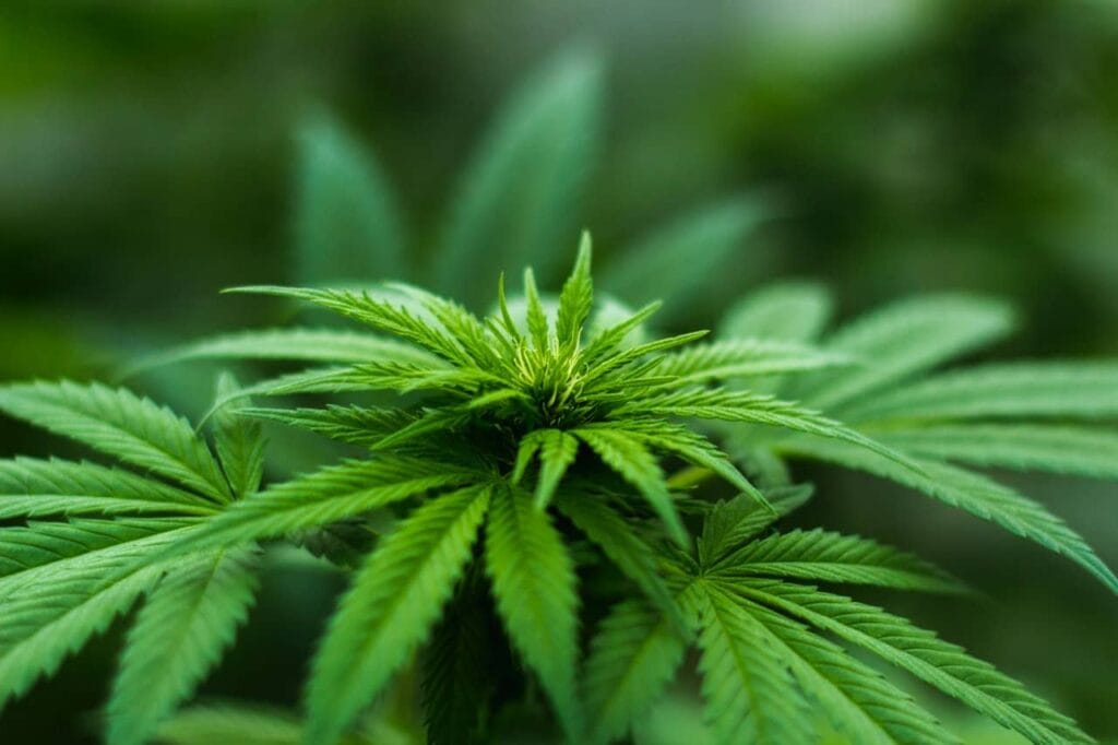 7 Amazing Benefits Of Auto-Flowering Cannabis Seeds